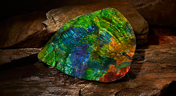 ammolite 600x330